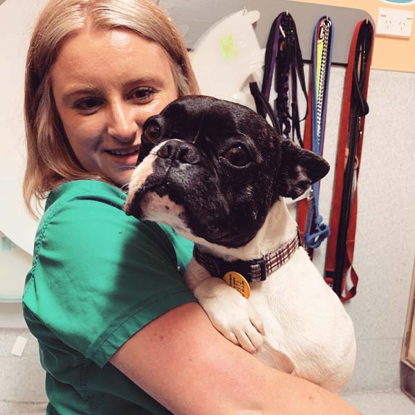 Veterinary Nurse Cassandra holding and smiling at Beau, a black and white French Bulldog, in Avonhead Vets' dog ward.