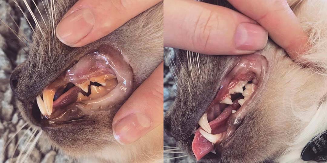 cat-dentistry-before-after