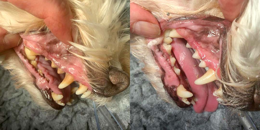 dog-dentistry-before-after