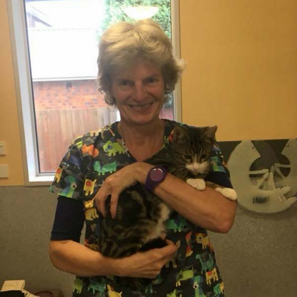 Veterinarian Dr Ulrike Pantel holding a white tabby domestic short-haired cat at Avonhead Veterinary Clinic.