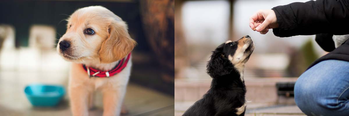 feeding-puppy