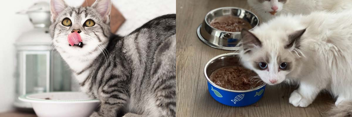 kitten-eating