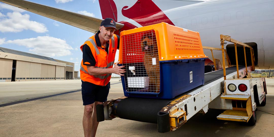 pet-exports-jetpet