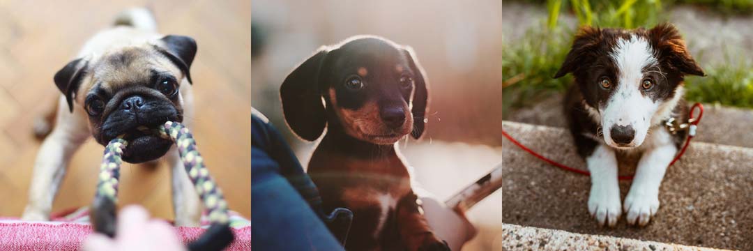 puppy-training