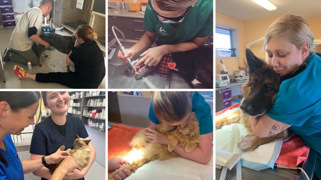 Veterinary nurses at Avonhead Vets providing care and assisting veterinarians with animal patients.